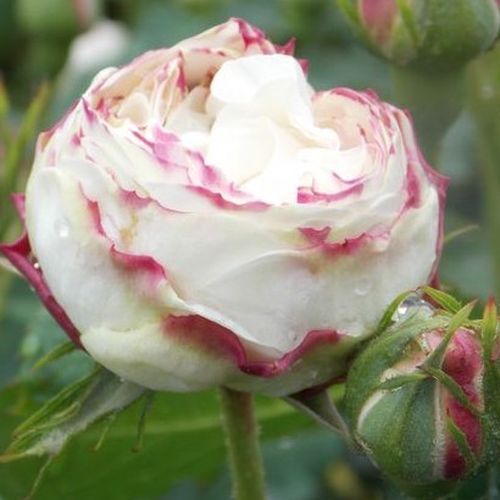 Rosa Boule de Neige - alb - Trandafir copac cu trunchi înalt - cu flori tip trandafiri englezești - coroană tufiș